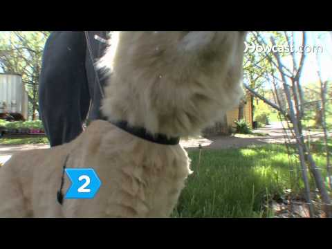 how to treat sneezing