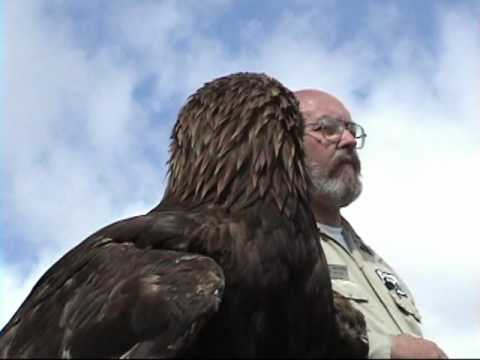 golden eagle