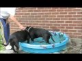 Staffordshire Bull Terriers playing Staffordshire Bull Terriers playing