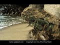 Strange Monster Rock