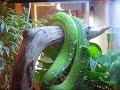 Emerald tree boa Emerald tree boa