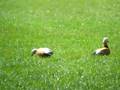 Ruddy Shelduck, Bussum