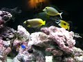 Aquarium Fish (Saltwater) Aquarium Fish (Saltwater)