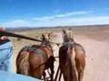 Grand Canyon West Hualapai Guide