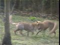 Foxes Playing