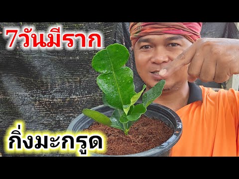 7 วันก็ติดรากวิธีชำกิ่งมะกรูดแบบง่าย ๆ