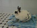Rabbit washed himself Kaninchen w�scht sich