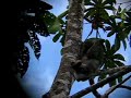 Three toad sloth scraching herself