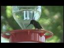 Flight of the Hummingbird Flight of the Hummingbird
