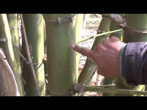 how to harvest bamboo
