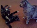 Gatti che giocano:le mie gatte si scatenano nella lotta! Gatti che giocano:le mie gatte si scatenano nella lotta!