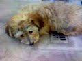 Hunden p� risten