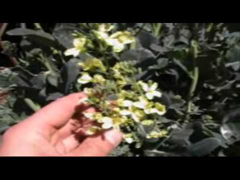 how to harvest broccoli seeds