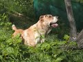 True Turkmen Alabai Dogs