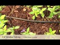 Click here to watch this video Drip Irrigation Basics: Selecting Spot Watering Devices