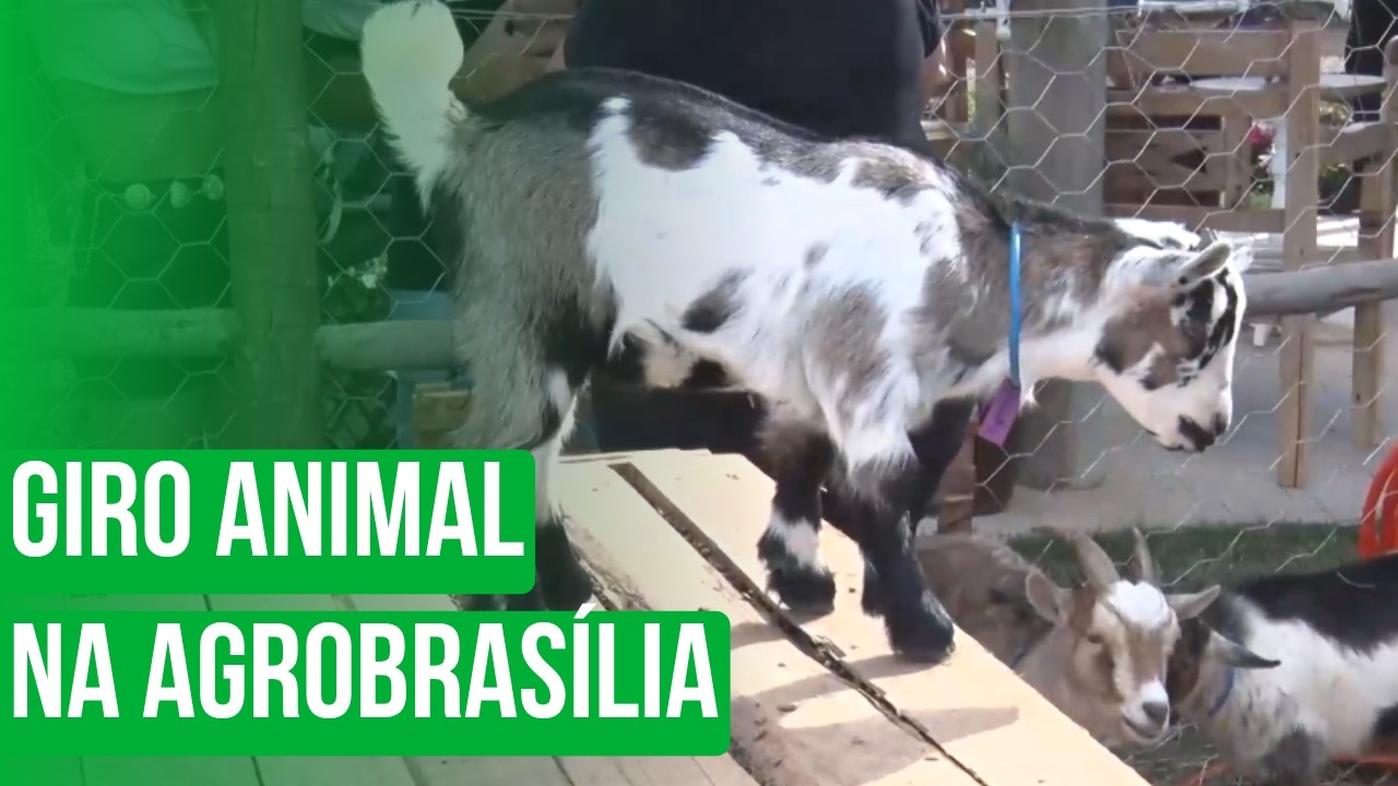 Giro animal na AgroBrasília