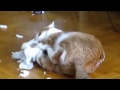 Funny Animal Compilation Must See Best_Cats Dogs Rabbits_2015 HD