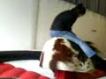 me on bull!