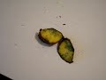 Boletus sp.