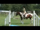 Pinto Warmblood Mare For Sale Pinto Warmblood Mare For Sale