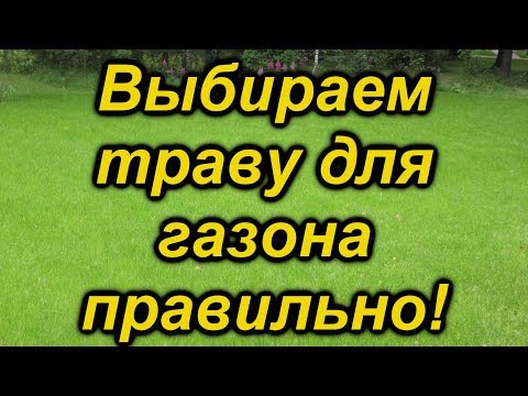 Газонная трава и её характеристика