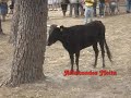 Especial Vale da Amoreira e Fern�o Ferro 2008: