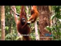 Malaysia Truly Asia 2011 : Nature - YouTube