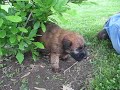 Soft Coated Wheaten Terrier Puppy