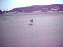Scully loves the beach! Scully loves the beach!