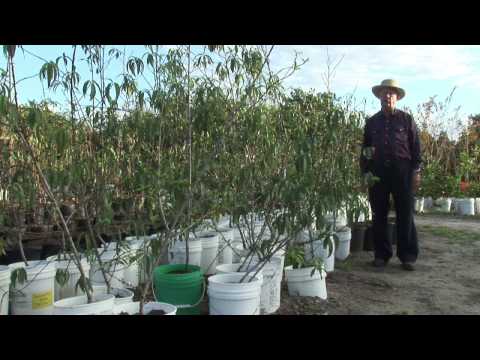 how to fertilize ash trees