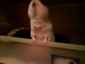Blackie �r ett charmigt marsvin