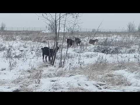 Нубийские козы в мартовском снегу