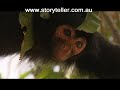 Endangered 2 Music Clip