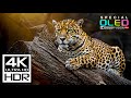 THE BEST 4K HDR 60FPS | DOLBY VISION (4K VIDEO)
