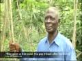 Vincent Momoba produces cassava on a farm close to the shores of Lake Kyoga in Uganda. He speaks here about his work, and his links to Self Help Africa.