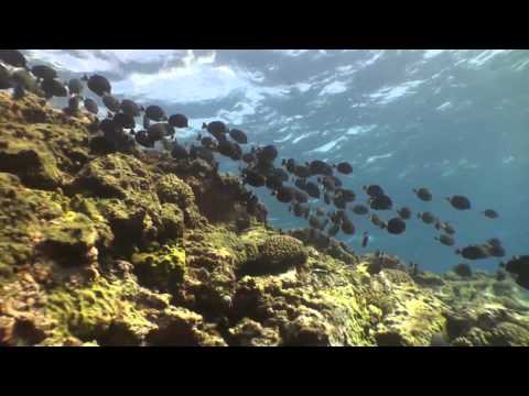 Consulta pueblo Rapa Nui acerca de la creación de la Reserva Marina de