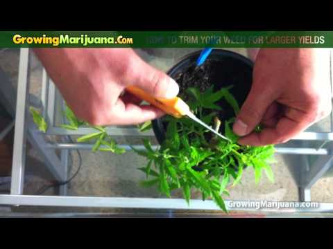 how to trim cannabis plant