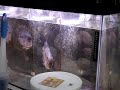 THE BEST FLOWERHORN U EVER HAD