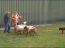 Sheepherding Kelpie Resa Sheepherding Kelpie Resa
