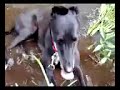 HOT DOG: Greyhound taking a seat in a creek