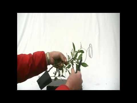 how to train jade bonsai