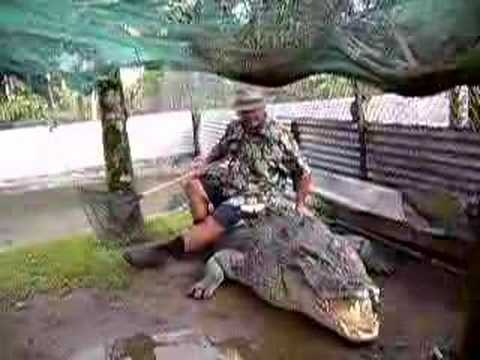 Salt water Croc