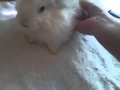 Basics of Grooming a French Angora Rabbit