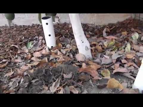how to fertilize avocados