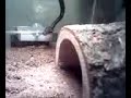 Cinnamon Pastel Ball Python - Locke Slithers Cinnamon Pastel Ball Python - Locke Slithers