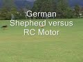 German Shepherd versus RC motor