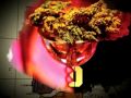 The 20th Anniversary Cannabis Cup -- Can You Handle The Weed