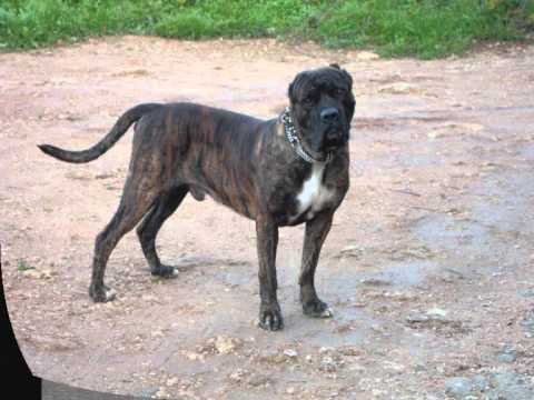 bandog