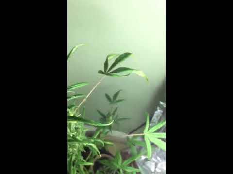 how to grow sour diesel