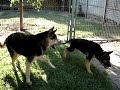 Cachorro Pastor Alem�n - German Shepherd BALTO 4 meses